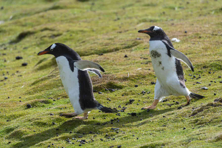 Pingüino Gentoo - islas Falkland o Malvinas 30.jpg
